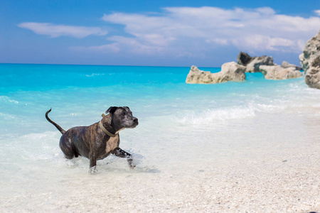 美丽的斯塔福德狗在海洋白天玩耍