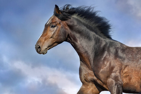 马与长鬃毛肖像在运动反对美丽的天空