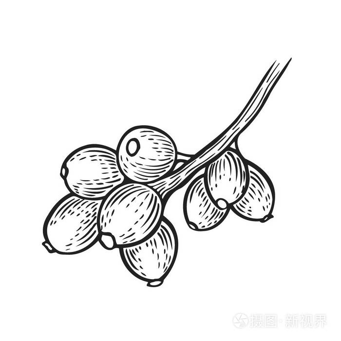 枸杞手画矢量插画集.雕刻食品形象