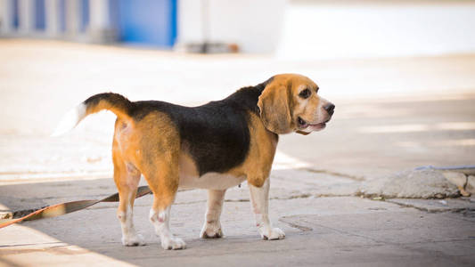 Beagle 犬的道路上