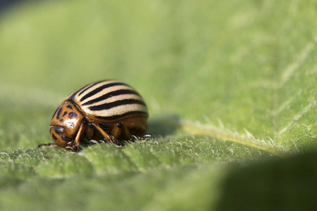 科罗拉多马铃薯甲虫吃土豆叶, Leptinotarsa decemlineata