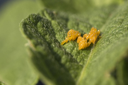 科罗拉多马铃薯甲虫蛋吃土豆叶, Leptinotarsa decemlineata