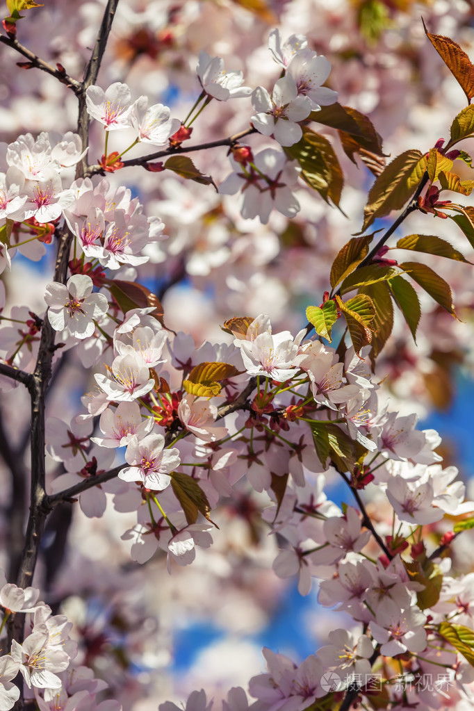 樱花树与粉红色的春天的花朵