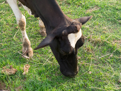 上奶牛场在牛棚里的牛群