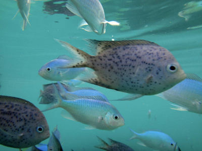 瓦努阿图埃法特港口海洋生物