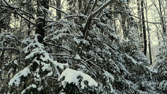 冬天在多云的雪天气中, 灌木的树枝在雪中。剪辑。在冬天的树枝上覆盖着积雪。雪桦木树干