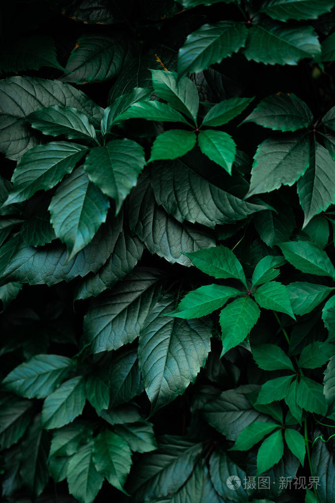 深绿色叶子背景