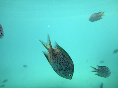 瓦努阿图埃法特港口海洋生物图片