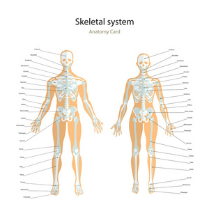 解剖指南。男性和女性的骨骼与解释。前视图