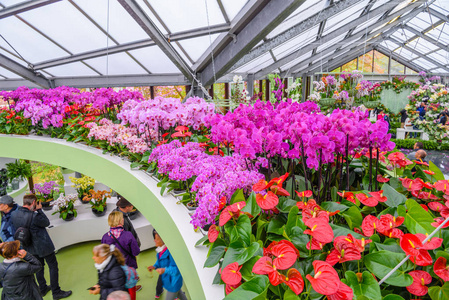 美丽的兰花，库肯霍夫公园，Lisse，荷兰荷兰