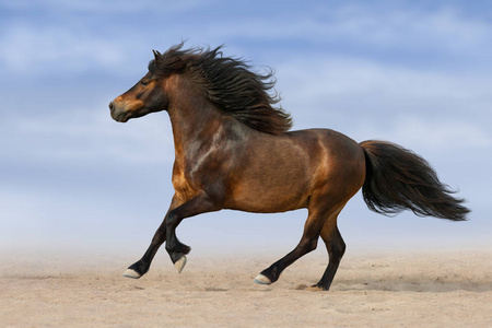 小马奔跑驰骋在沙漠尘埃上对美丽的天空