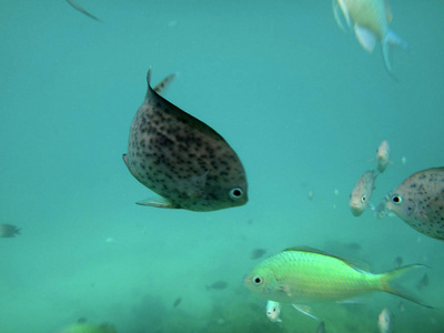 瓦努阿图埃法特港口海洋生物图片