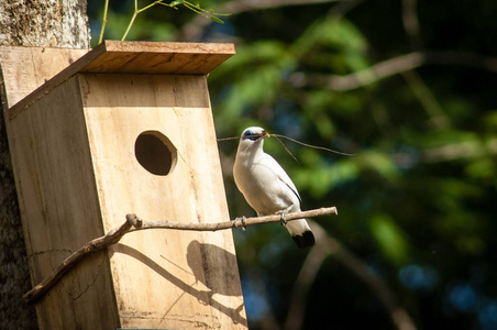 被称为罗斯柴尔德的八哥, 巴厘岛八哥, 或巴厘岛八哥, 当地称为 jalak