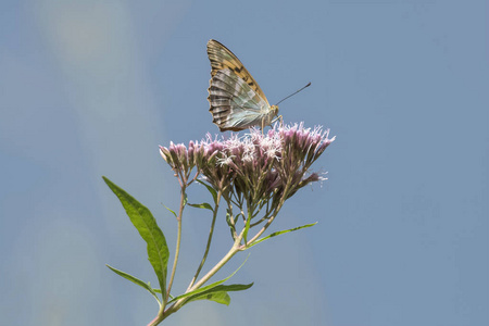 argynnis 阿格拉伊亚蝶 buddleia