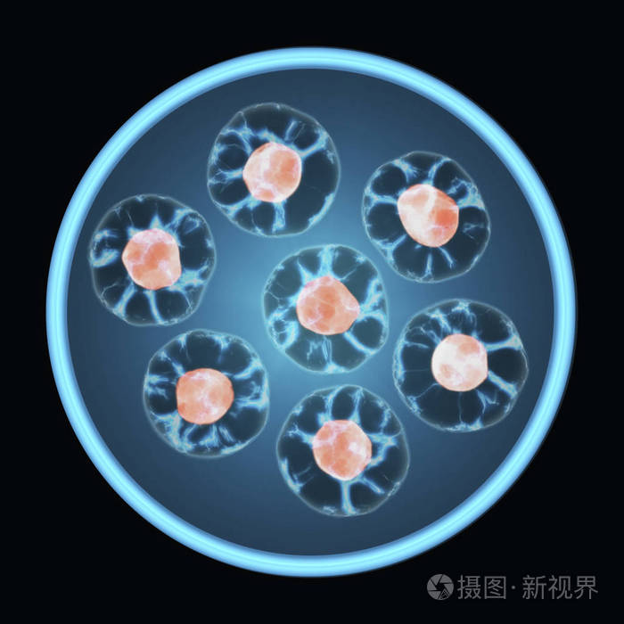 细胞生长在组织培养皿中, 在黑色背景下分离.