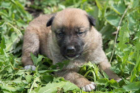 Laiky 品种谎言在绿色的草地在夏天漂亮的小狗