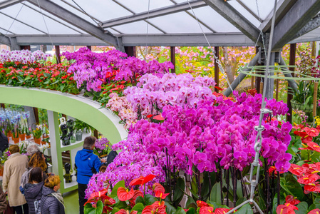 美丽的兰花，库肯霍夫公园，Lisse，荷兰荷兰