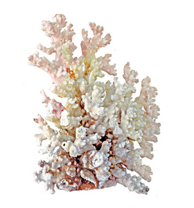 在白色背景上的珊瑚