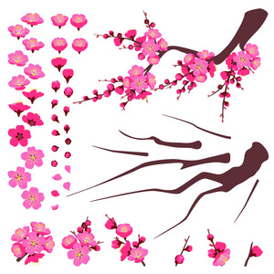 在白色的李子开花分离元素。枝和粉红色的花集。春季花卉装饰为农历新年, 春季庆典。动画植物矢量平坦部件