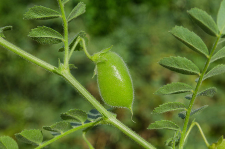 鹰嘴豆绿的植物。绿鹰嘴田。Cicer arietinum 绿荚