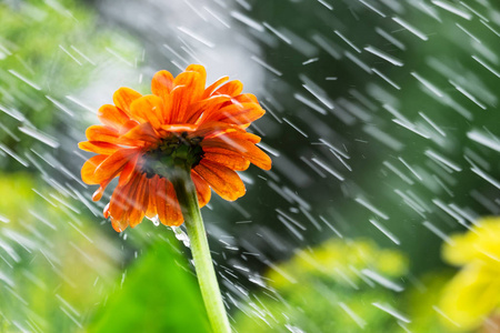 模糊背景下的花和雨滴