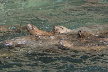 恒星的海狮的海洋里游泳