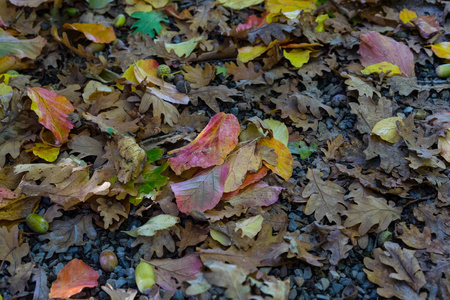 秋叶在雨中闭上看红黄绿