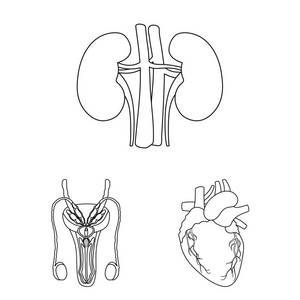 人体轮廓图标的内部器官在集合中进行设计。解剖学和医学矢量符号股票 web 插图