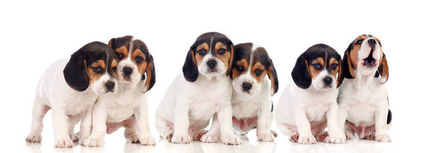 六美丽的猎犬幼犬被隔离在白色背景上