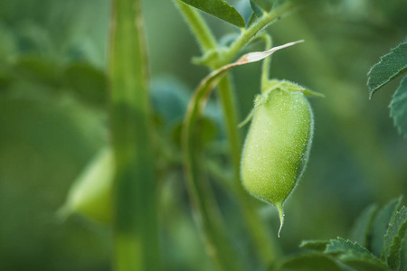 鹰嘴豆或小鸡豌豆与植物。Cicer arietinum 在树枝上。绿鹰嘴荚