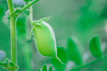 鹰嘴豆或小鸡豌豆与植物。Cicer arietinum 在树枝上。豆荚里的绿鹰嘴豆。空复制空间