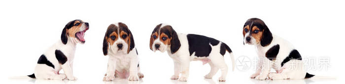 四美丽的猎犬幼犬被隔离在白色背景上