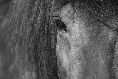 黑白相间的眼睛和冰岛的马
