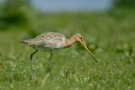 黑尾的 godwit