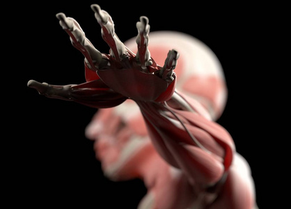 人类的手解剖模型