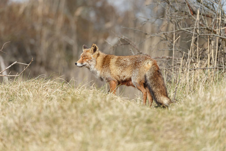 自然的赤狐