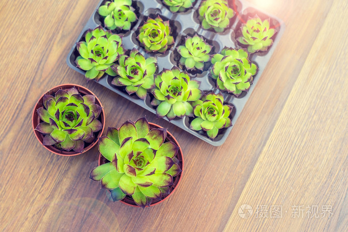 植物花盆和木制平背景上的容器中 多肉植物在花盆里 园艺装饰照片 正版商用图片0r64sj 摄图新视界 植物花盆和木制平背景上的容器中 多肉植物在花盆里 园艺装饰照片 正版商用图片0r64sj 摄图新视界