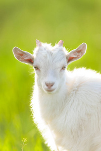 美丽可爱的山羊孩子在绿色春天草