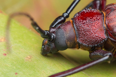 长喇叭甲虫, 巨型长角甲虫