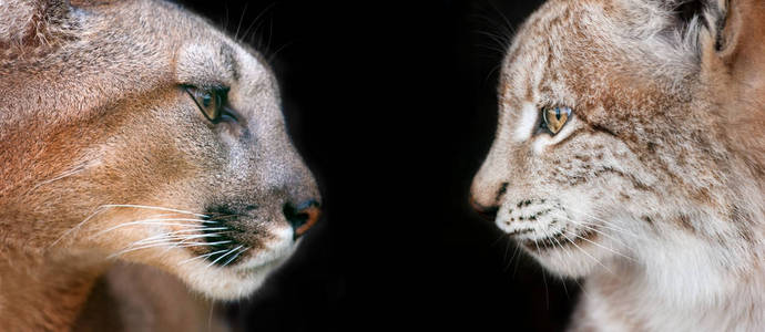 美丽的山猫和美洲狮肖像特写黑色背景