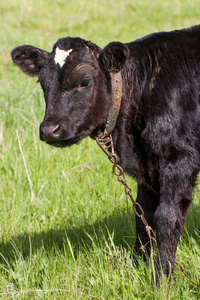 在村子里的草地上放牧的年轻黑牛