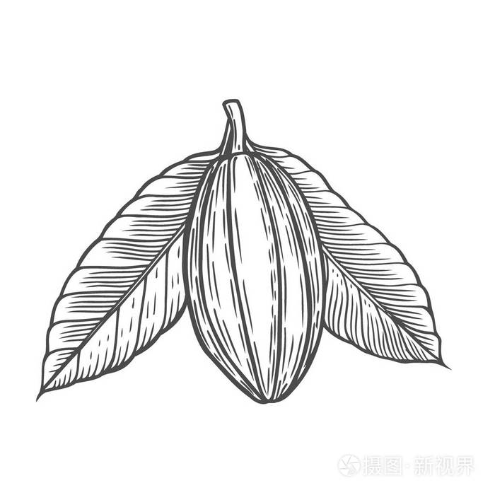 可可豆插图厂.手绘矢量素描的插图在白色的孤立.治疗,护理,食品配料
