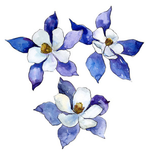 蓝色农人扛花。花卉植物花。独立的插图元素。背景质地包装图案框架或边框的水彩画野花
