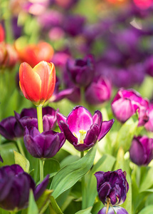 把盛开在花园里的红紫色郁金香合上
