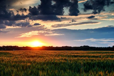字段 夏日风景 明亮多彩的天空和云作为背景，绿色小麦美丽的日落
