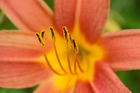 橙百合雌蕊特写