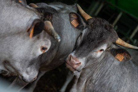 Bazadaise 牛和小牛的画像在农场, 吉庾禅, 法国