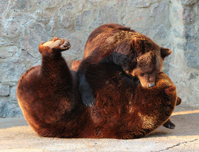 在动物园里玩两个棕熊 熊