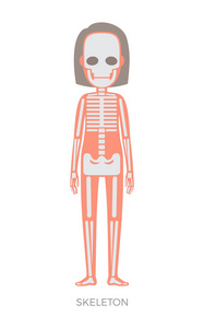 女性骨架, 解剖学矢量插图
