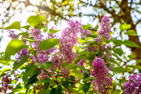 丁香花在花园里生长